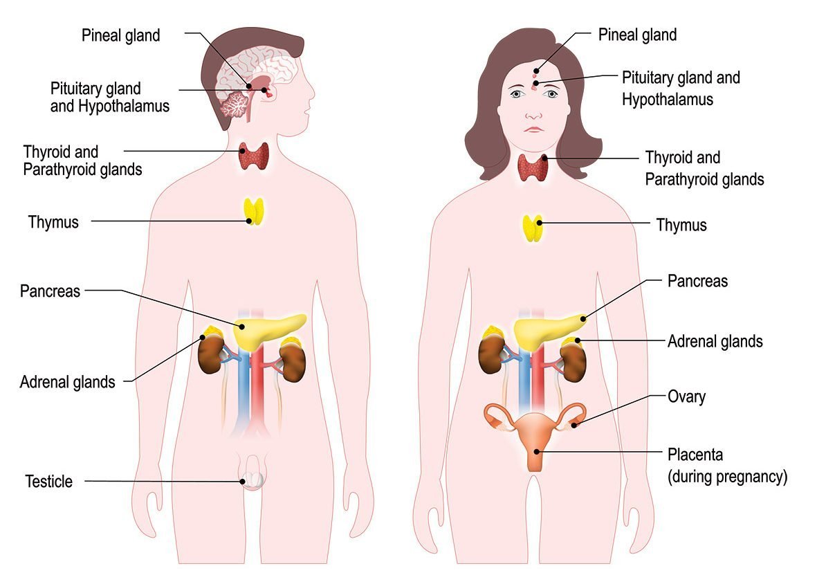 endocrine system feedback loop diagram