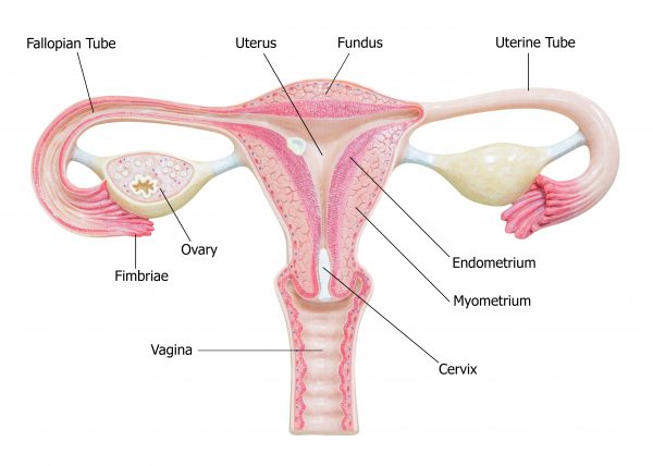 ovaries-hormones-australia